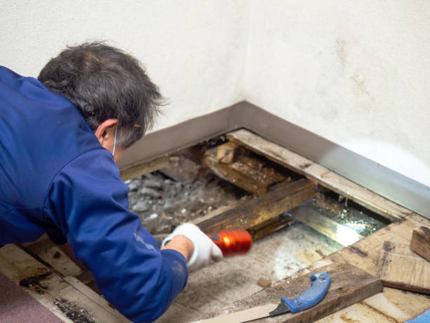 Home Mold Removal in Greensboro, AL