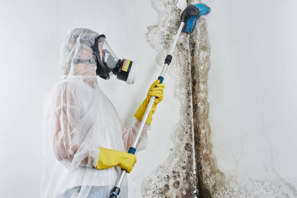Best Commercial Mold Removal  in Greensboro, AL