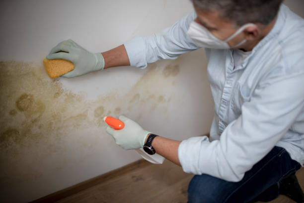 Best Attic Mold Removal  in Greensboro, AL