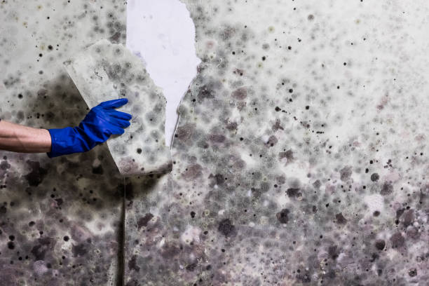 Best Black Mold Removal  in Greensboro, AL