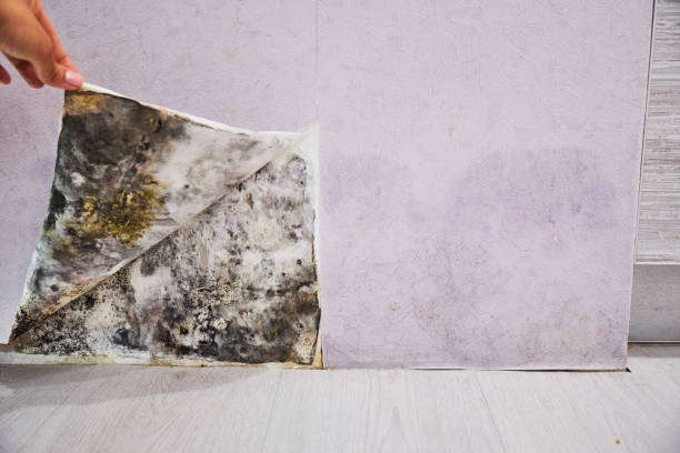 Best Mold Damage Repair  in Greensboro, AL